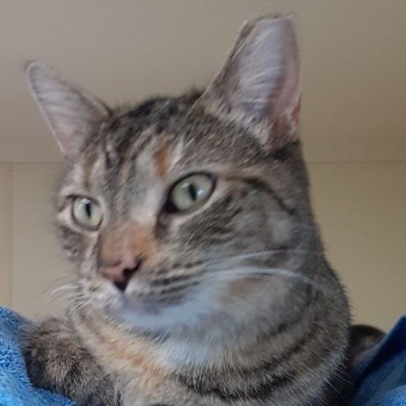 Lily, a Adoptable Domestic Short Hair in Dillsburg, PA image 6/6