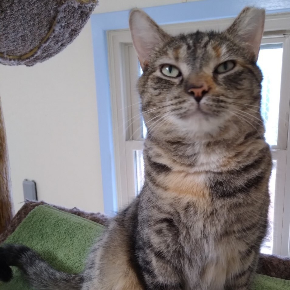 Lily, a Adoptable Domestic Short Hair in Dillsburg, PA image 2/6