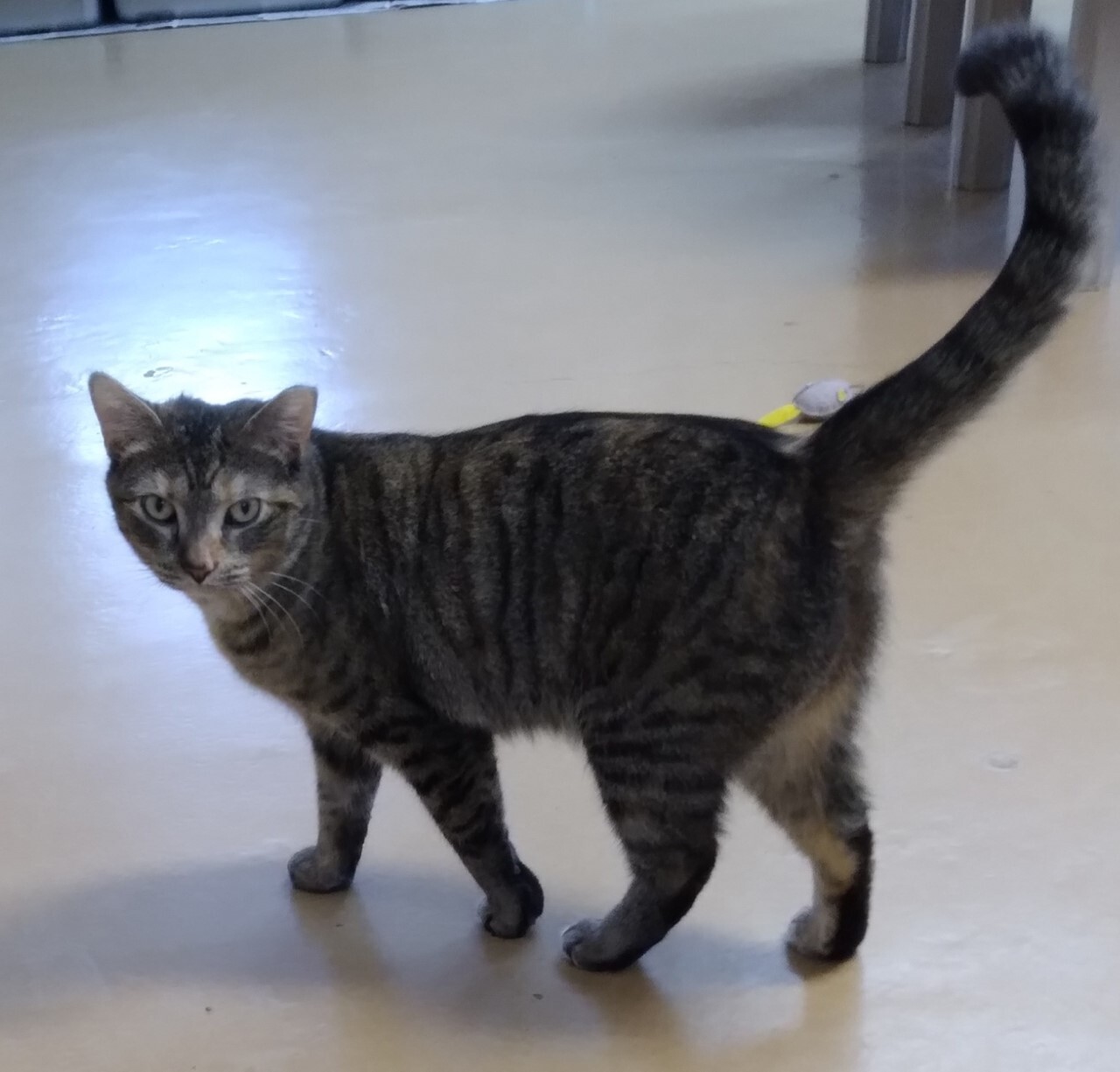 Lily, a Adoptable Domestic Short Hair in Dillsburg, PA image 1/6