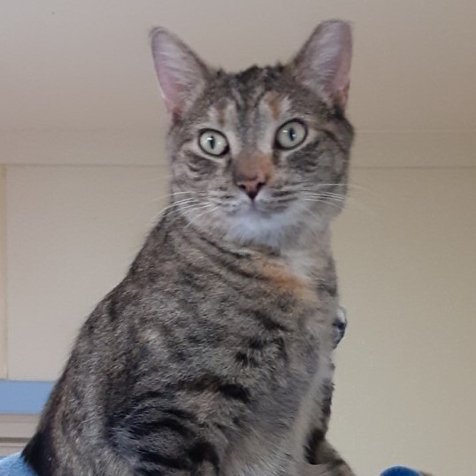 Lily, a Adoptable Domestic Short Hair in Dillsburg, PA image 3/6