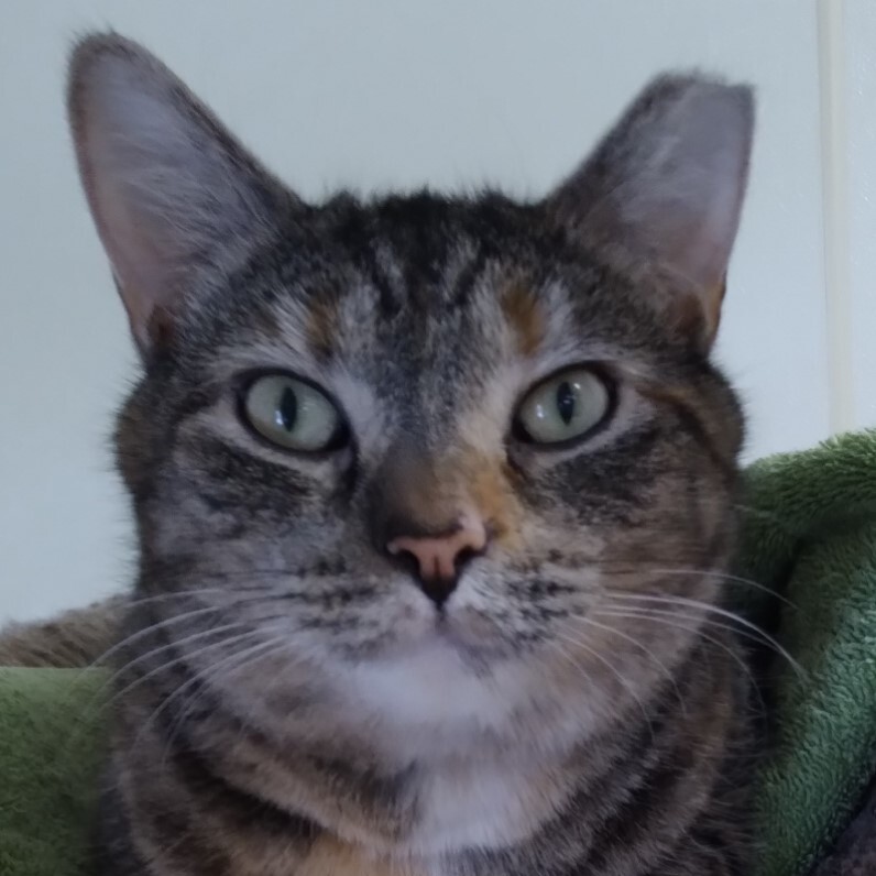 Lily, a Adoptable Domestic Short Hair in Dillsburg, PA image 4/6