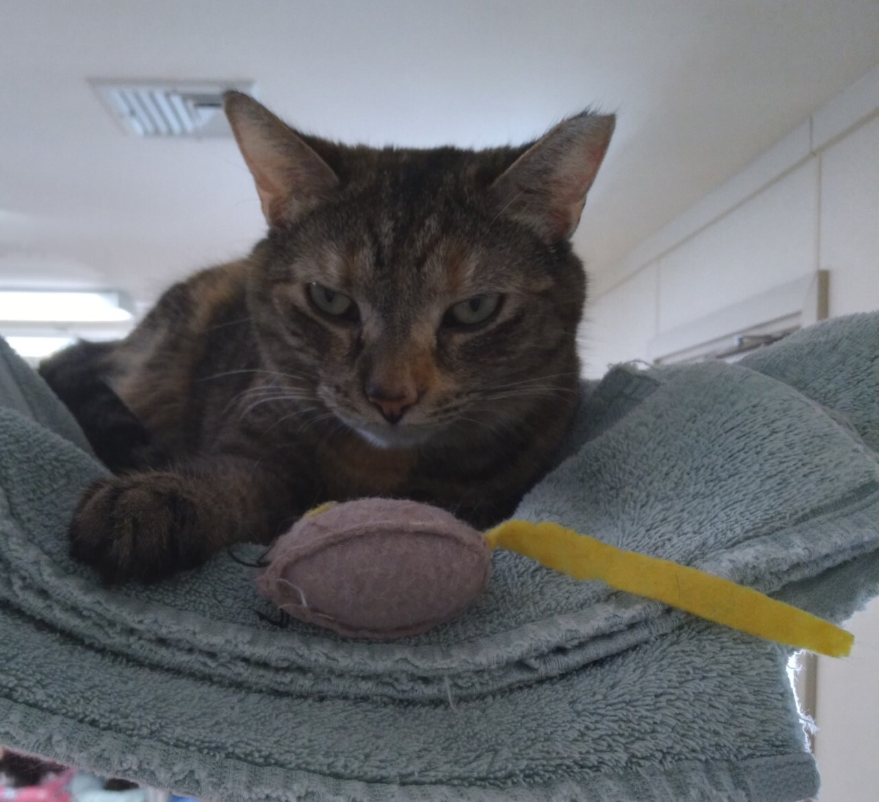 Lily, a Adoptable Domestic Short Hair in Dillsburg, PA image 5/6