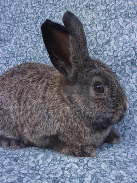 Enlarge FRANSISCO, a Adoptable Bunny Rabbit in Santa Barbara, CA image 1/1