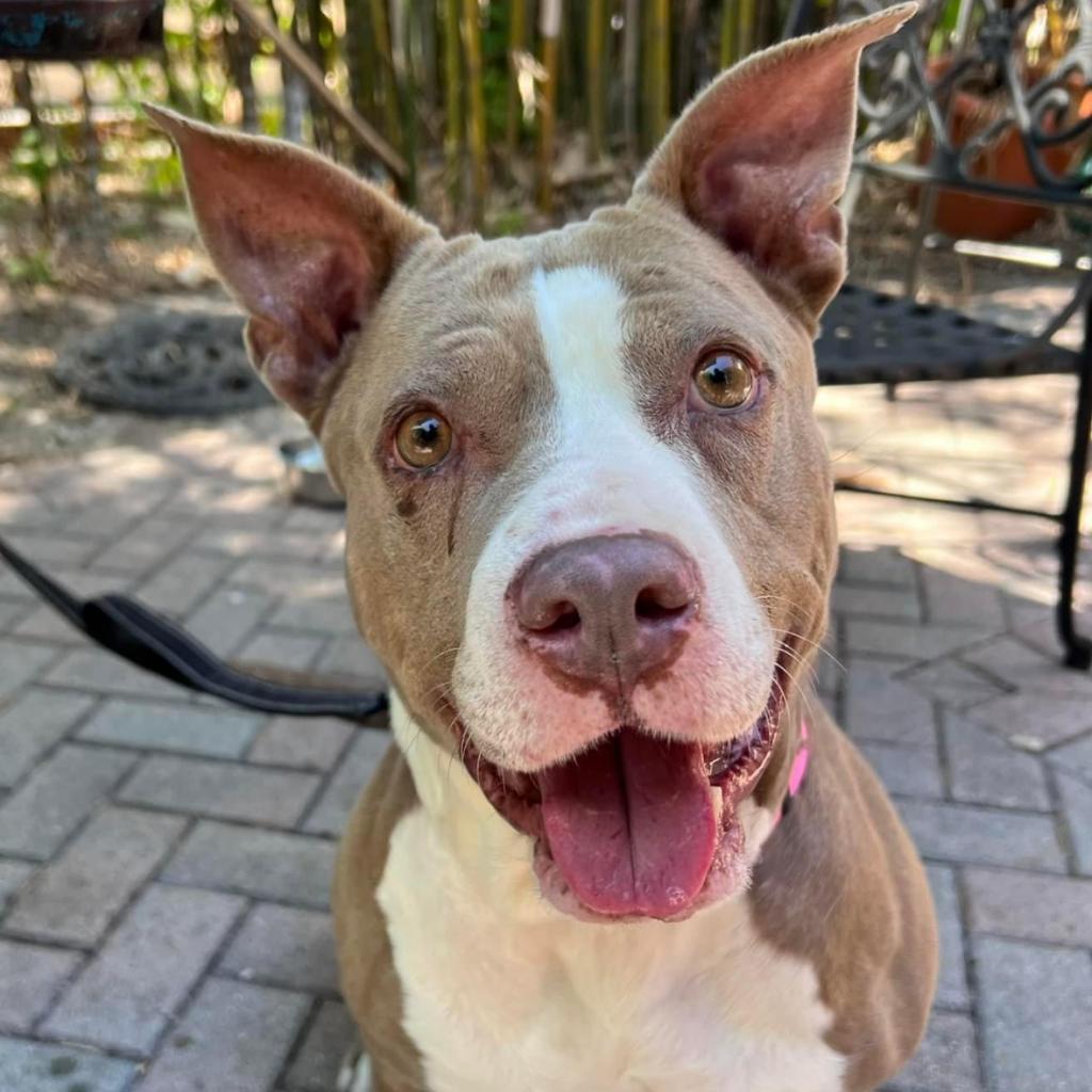 Enlarge Charm, a Adoptable mixed breed in Titusville, FL image 1/6