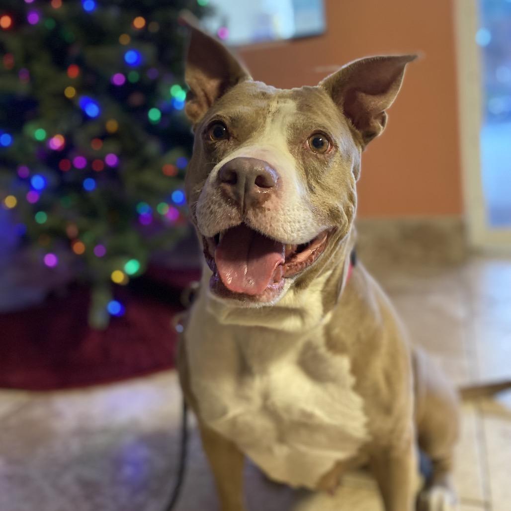 Charm, Adoptable, Senior Female Mixed Breed.