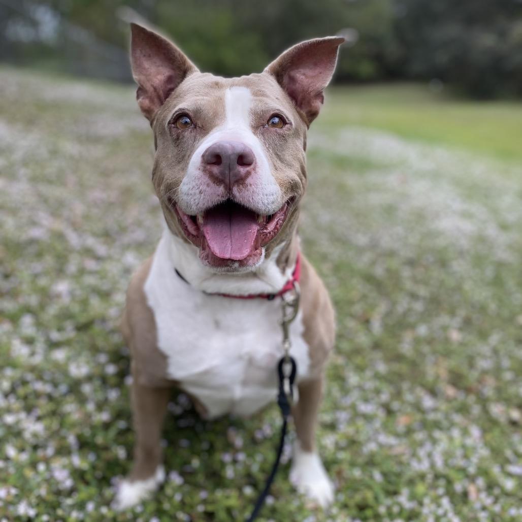Enlarge Charm, a Adoptable mixed breed in Titusville, FL image 2/6