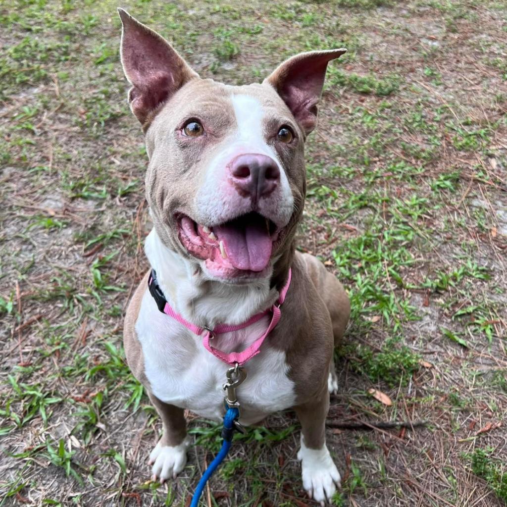 Enlarge Charm, a Adoptable mixed breed in Titusville, FL image 3/6
