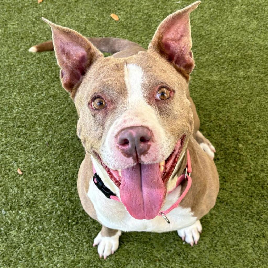 Enlarge Charm, a Adoptable mixed breed in Titusville, FL image 4/6