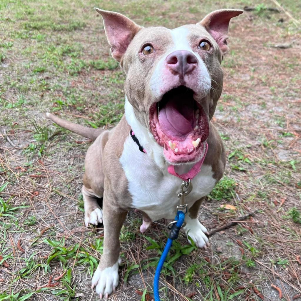 Enlarge Charm, a Adoptable mixed breed in Titusville, FL image 5/6