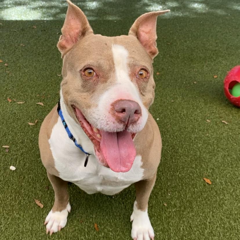 Enlarge Charm, a Adoptable mixed breed in Titusville, FL image 5/6