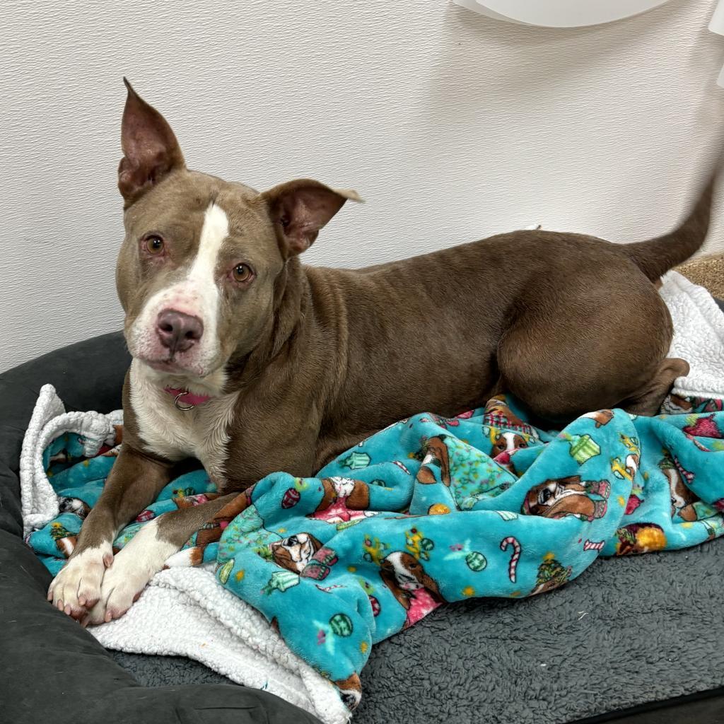 Enlarge Charm, a Adoptable mixed breed in Titusville, FL image 6/6