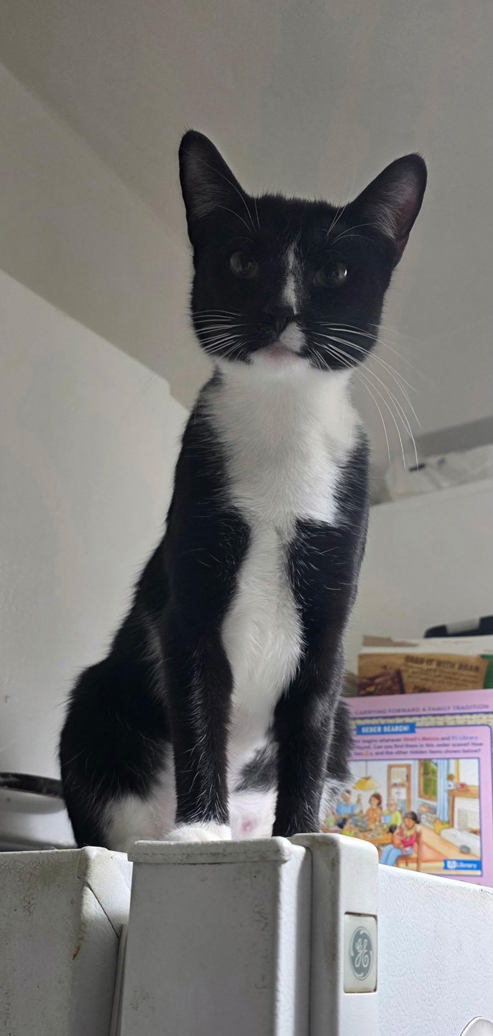 Enlarge Moppet and Mittens, a ADOPTABLE Domestic Short Hair in New York, NY image 3/6