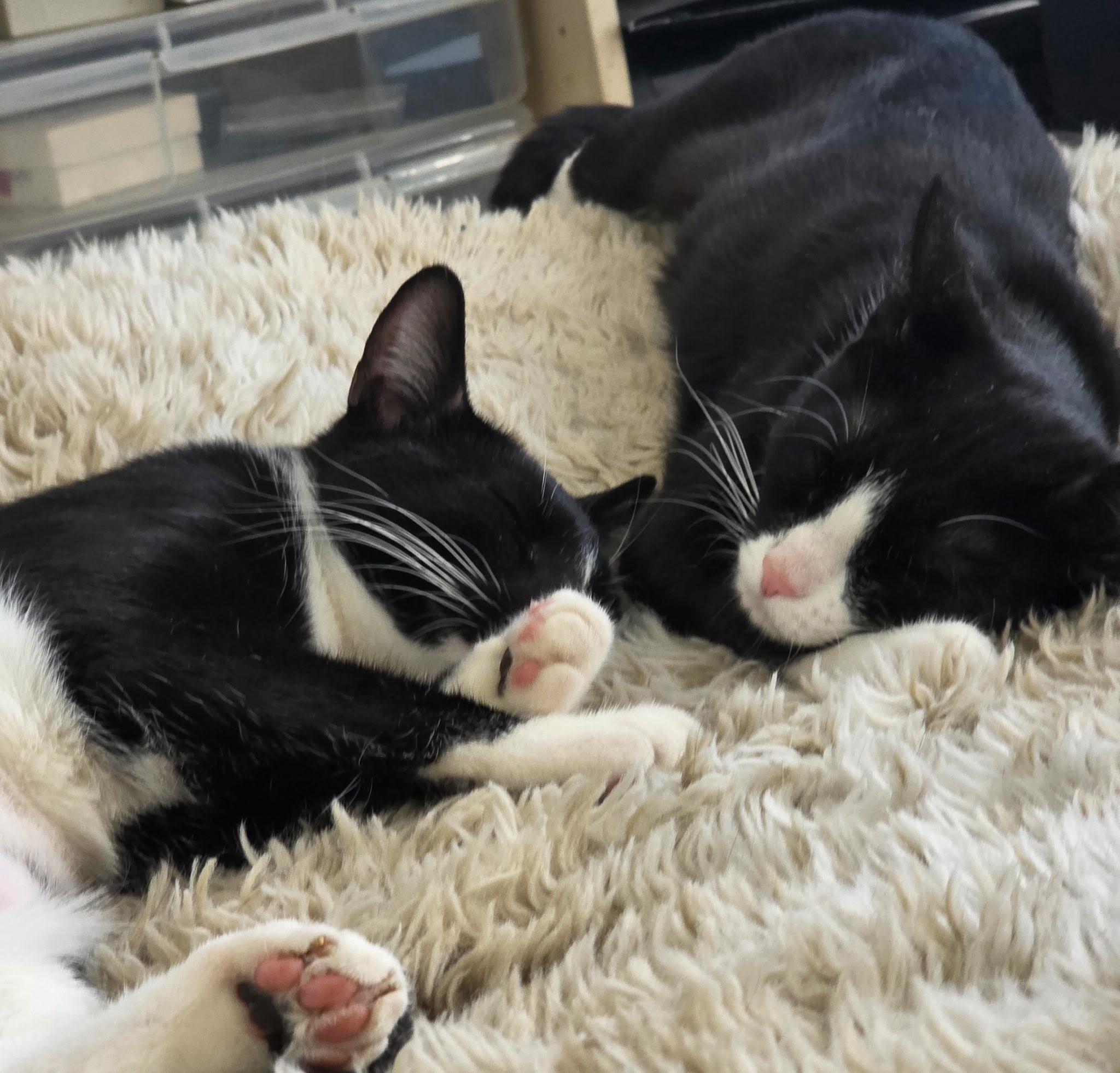 Enlarge Moppet and Mittens, a ADOPTABLE Domestic Short Hair in New York, NY image 4/6