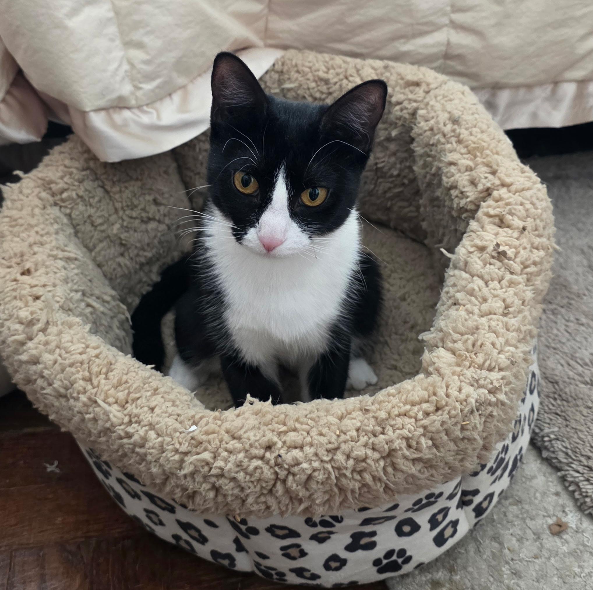 Enlarge Moppet and Mittens, a ADOPTABLE Domestic Short Hair in New York, NY image 2/6