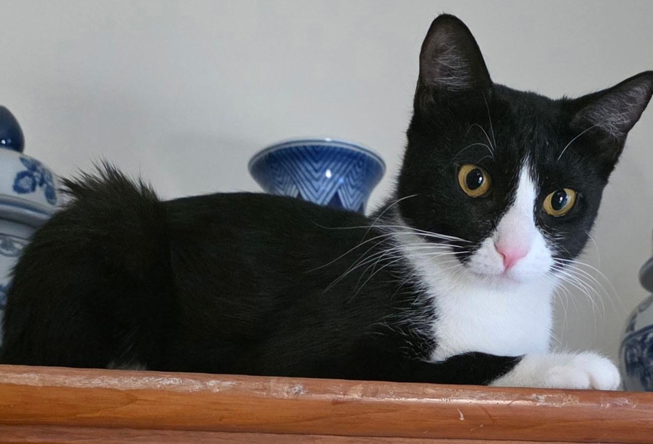 Enlarge Moppet and Mittens, a ADOPTABLE Domestic Short Hair in New York, NY image 5/6