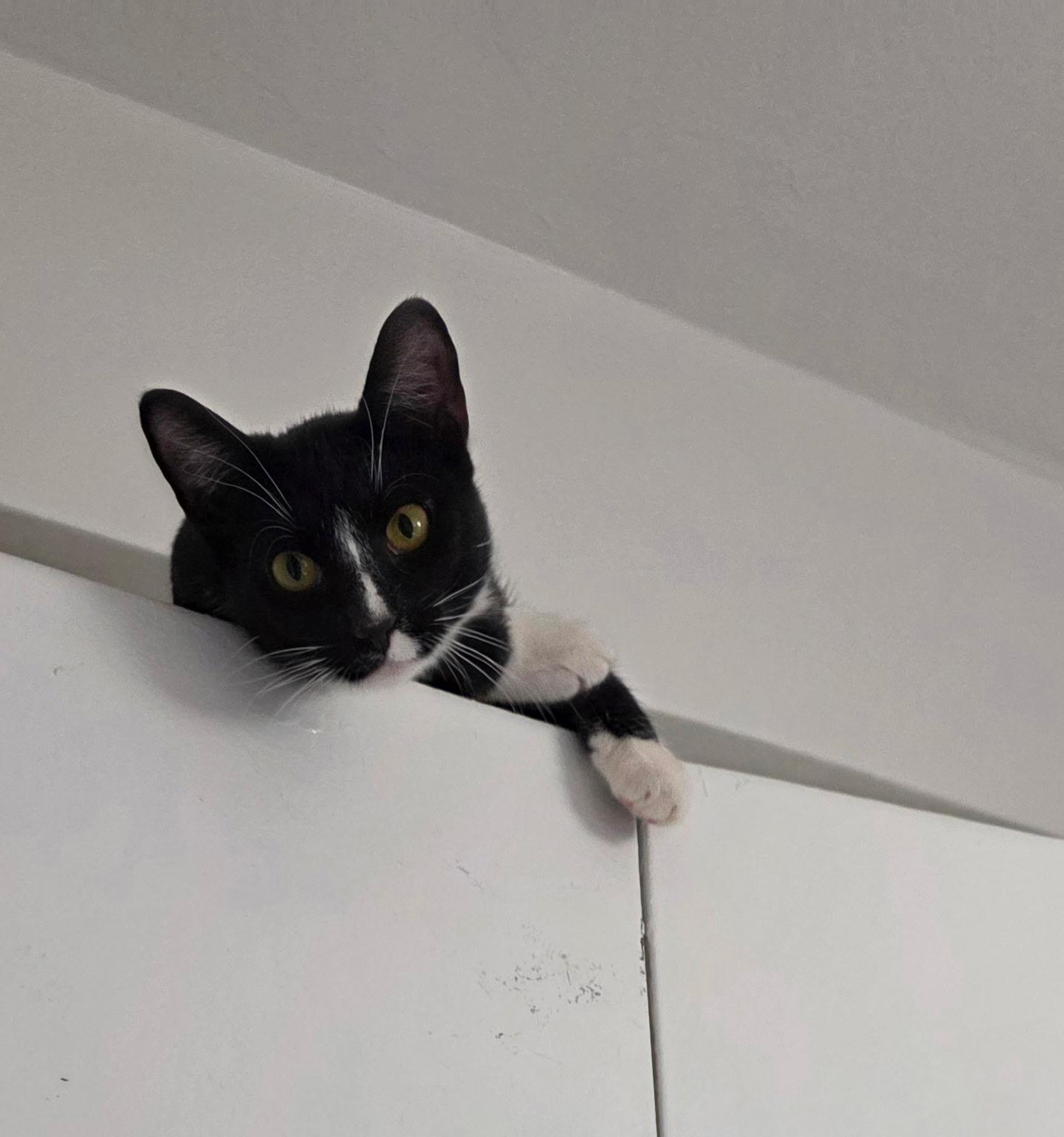 Enlarge Moppet and Mittens, a ADOPTABLE Domestic Short Hair in New York, NY image 6/6