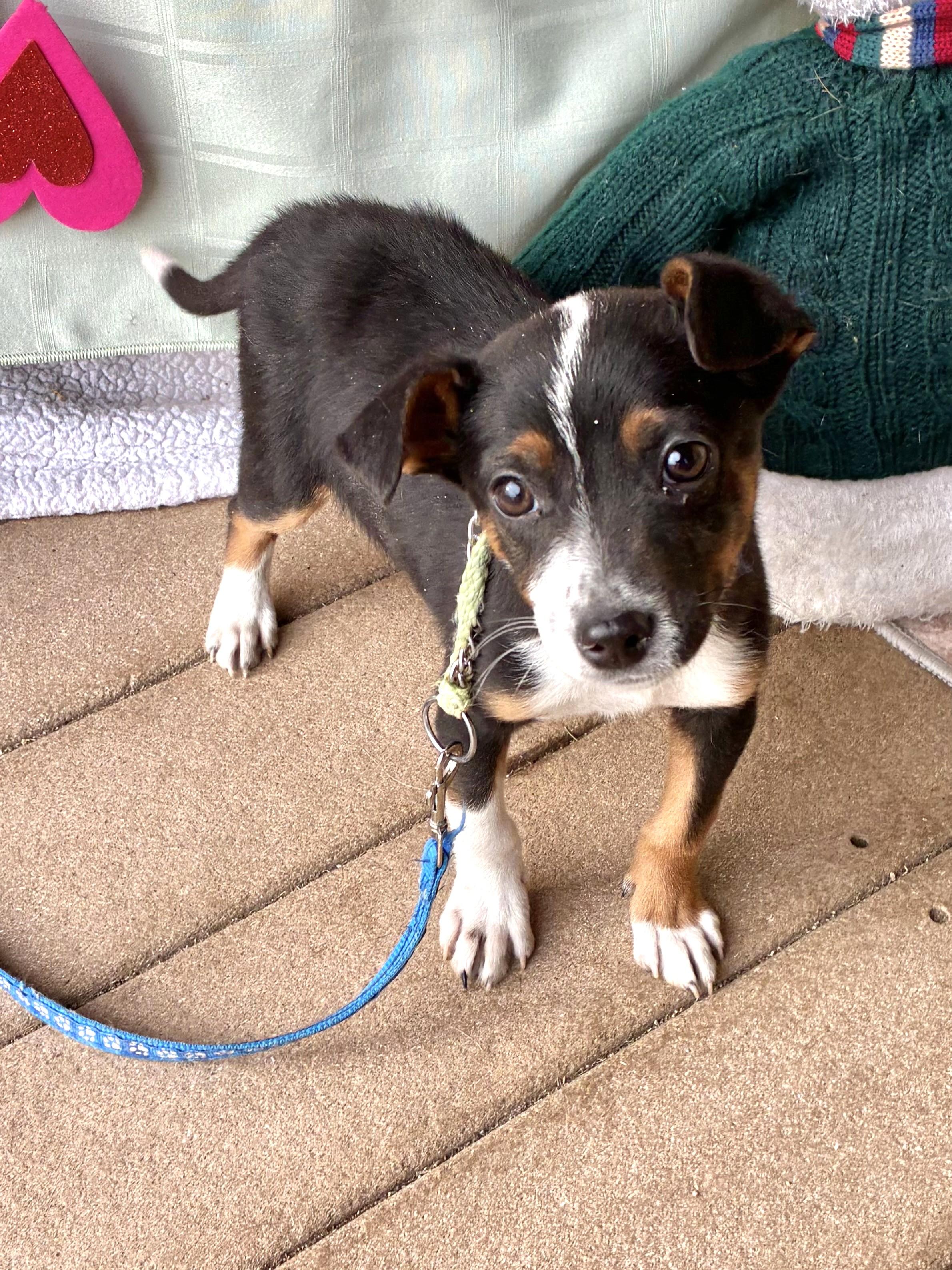 Enlarge Dwarf, a Adoptable mixed breed in West Chicago, IL image 3/3