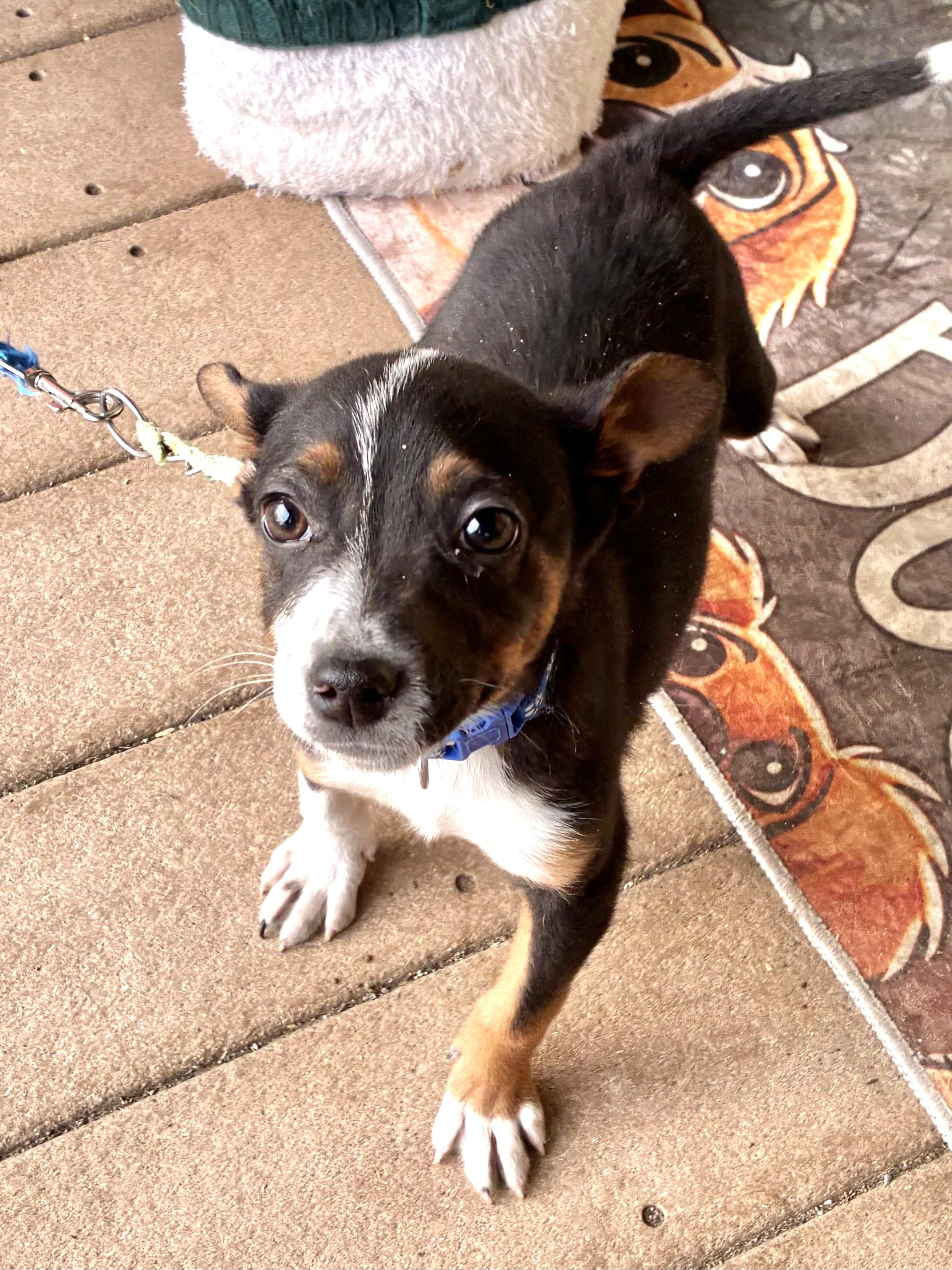 Enlarge Dwarf, a Adoptable mixed breed in West Chicago, IL image 2/3