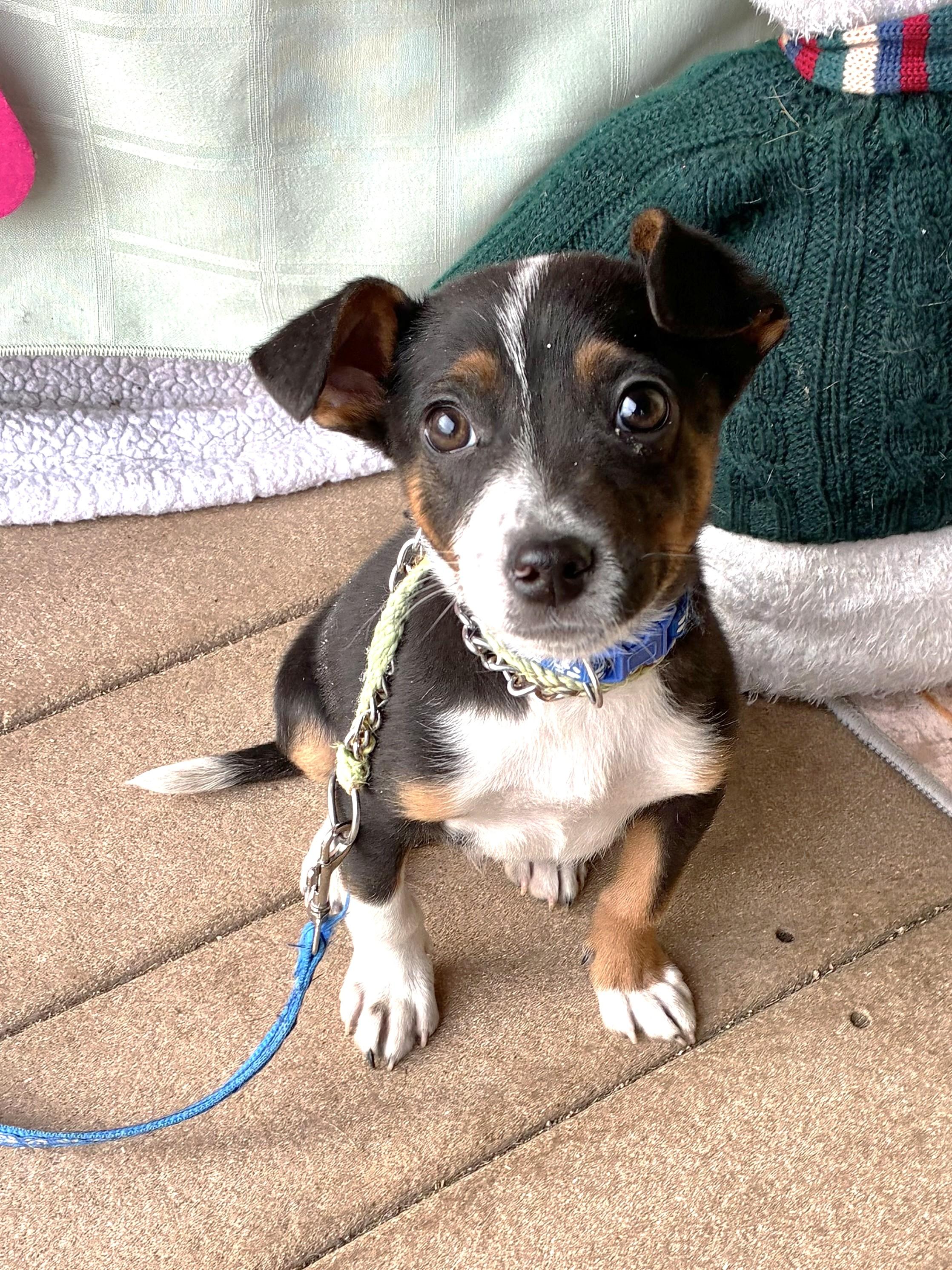 Enlarge Dwarf, a Adoptable mixed breed in West Chicago, IL image 1/3