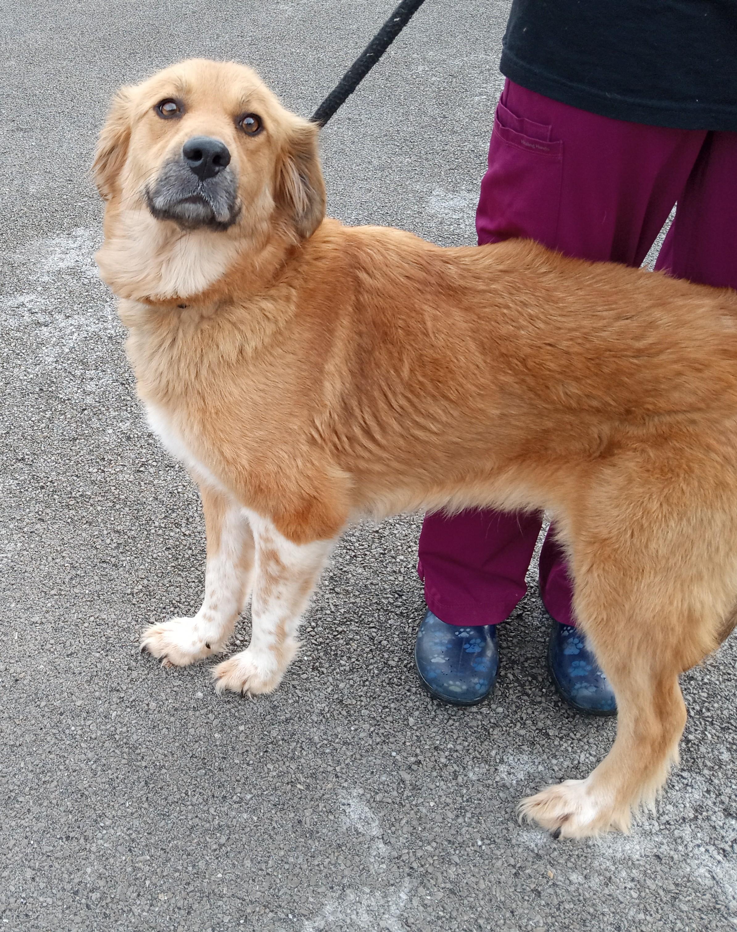 Willow, adoptable, Adult Female Golden Retriever.