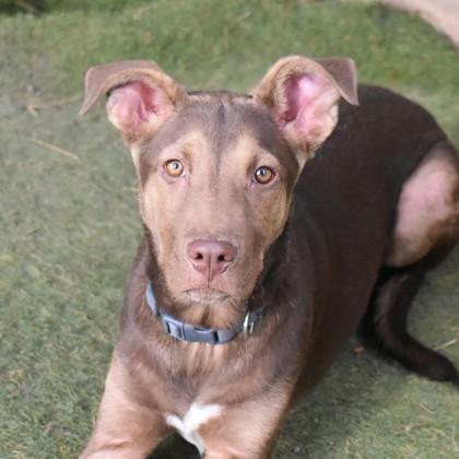 Zo, ADOPTABLE, Young Male Mixed Breed.