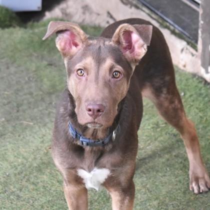 Enlarge Zo, a ADOPTABLE Mixed Breed in Flagstaff, AZ image 2/2