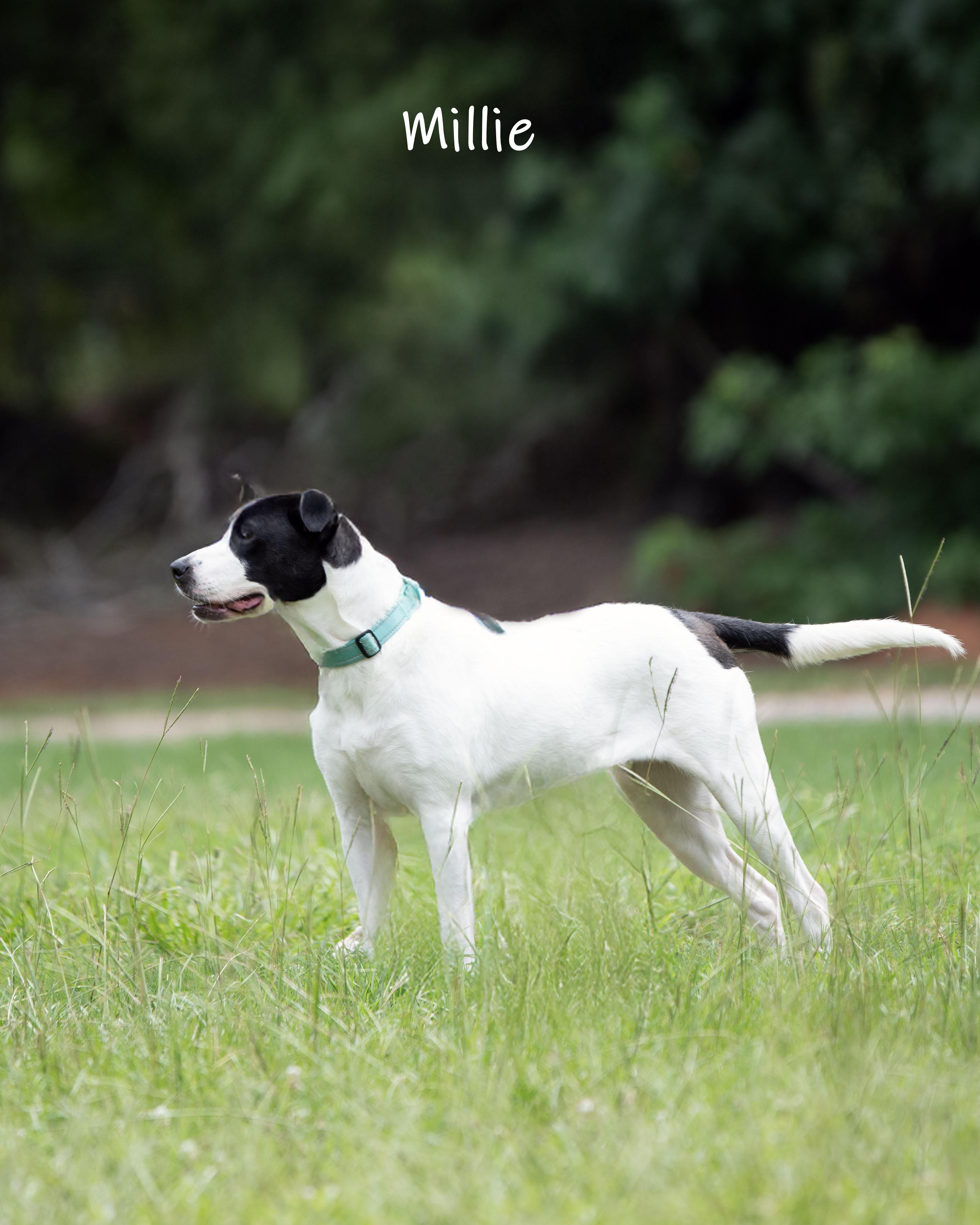 Enlarge Millie, an adoptable mixed breed in Bishop, GA image 3/6