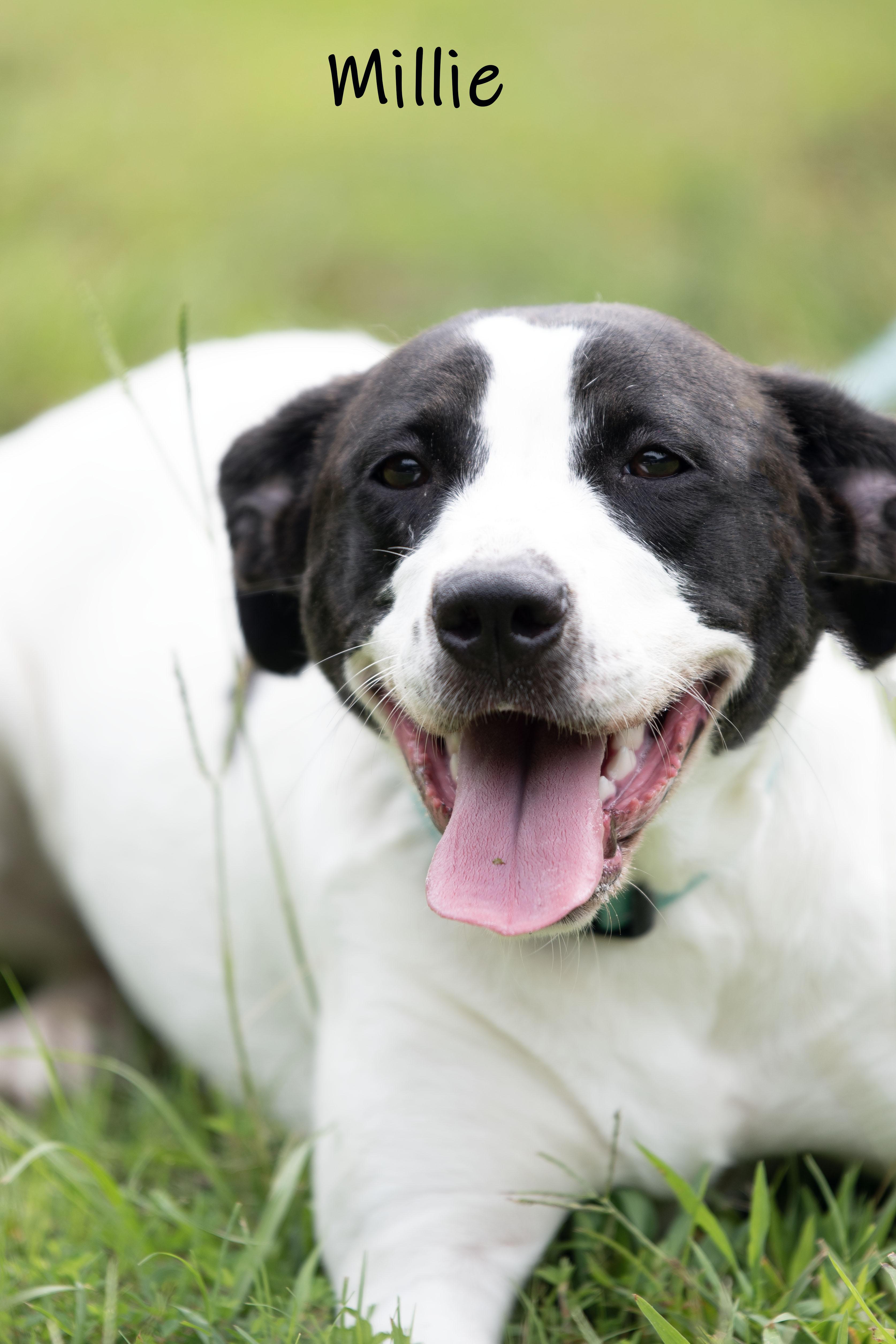 Enlarge Millie, an adoptable mixed breed in Bishop, GA image 5/6