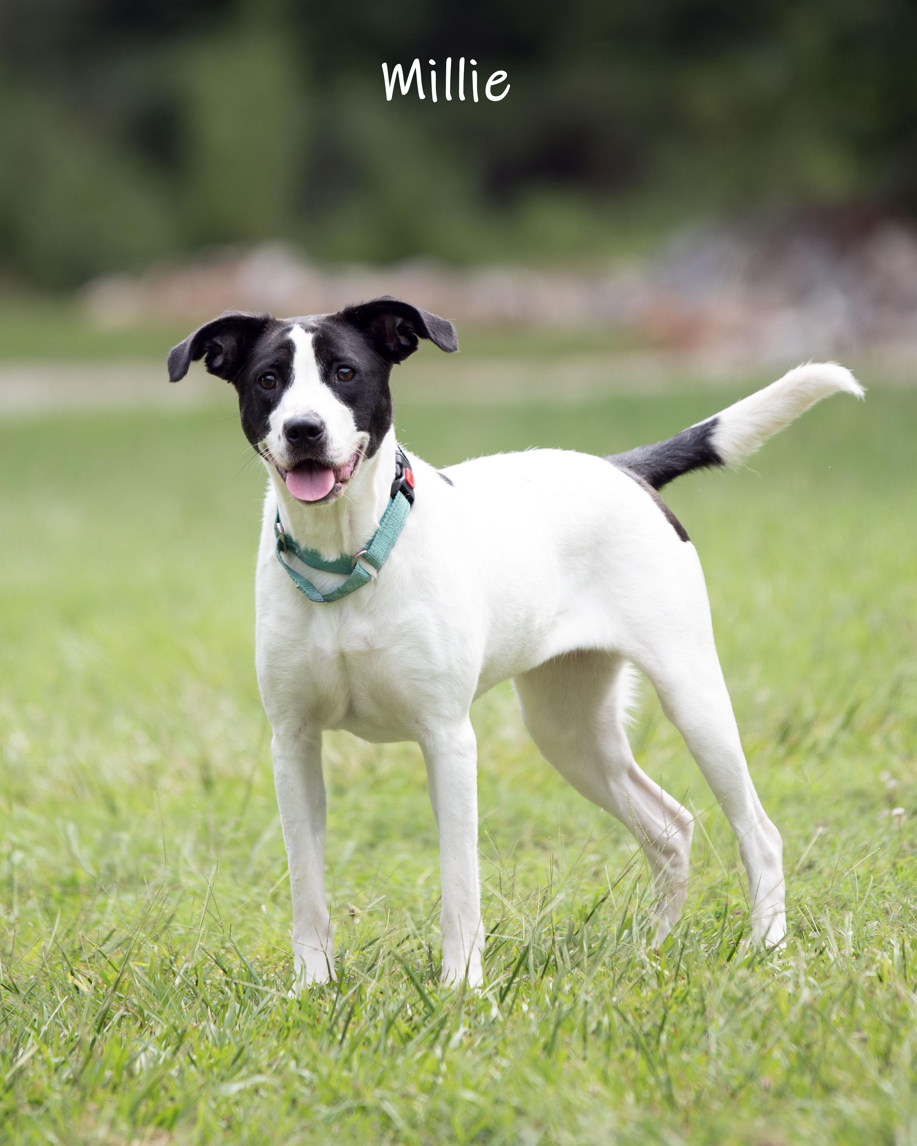 Enlarge Millie, an adoptable mixed breed in Bishop, GA image 4/6