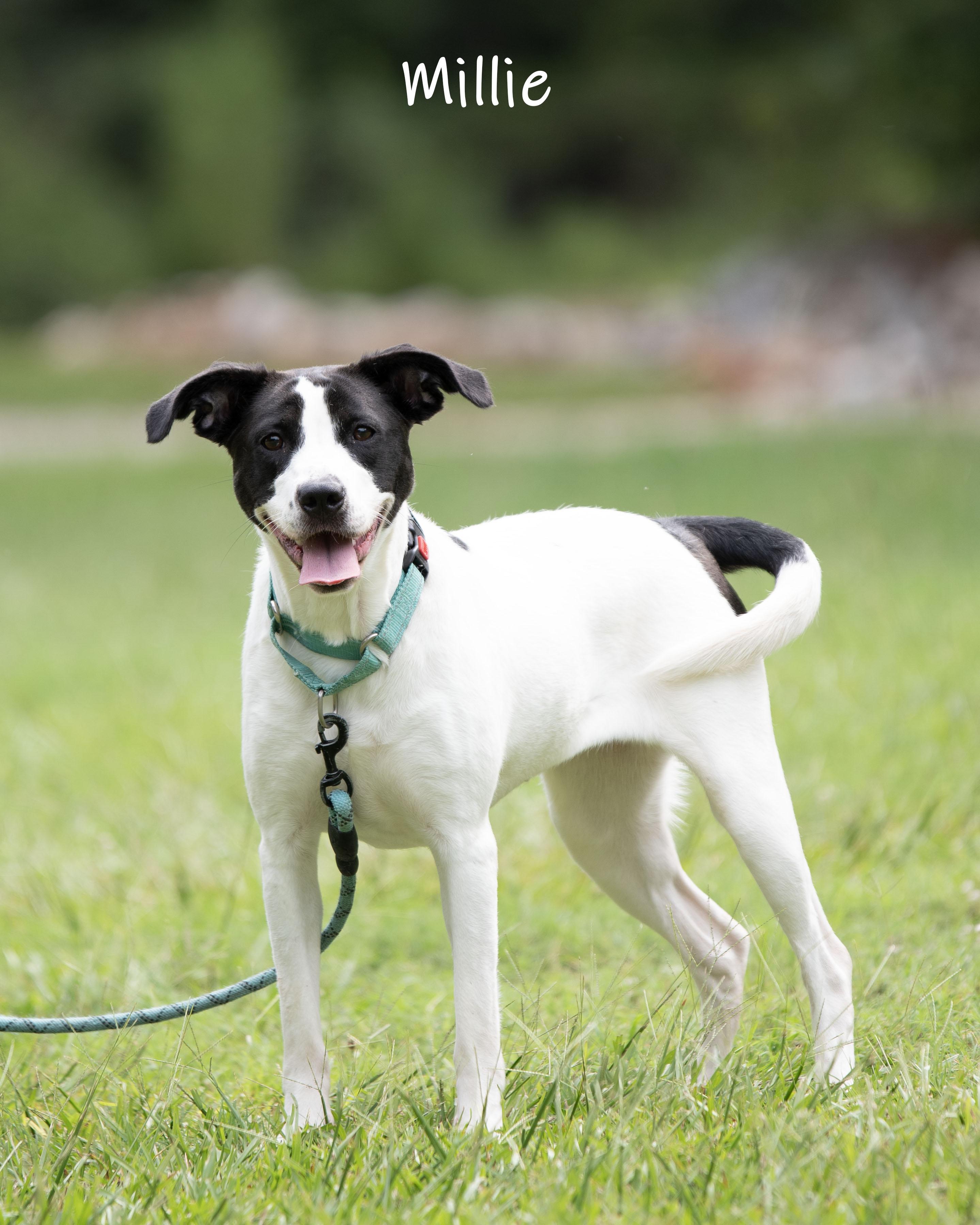 Enlarge Millie, an adoptable mixed breed in Bishop, GA image 1/6