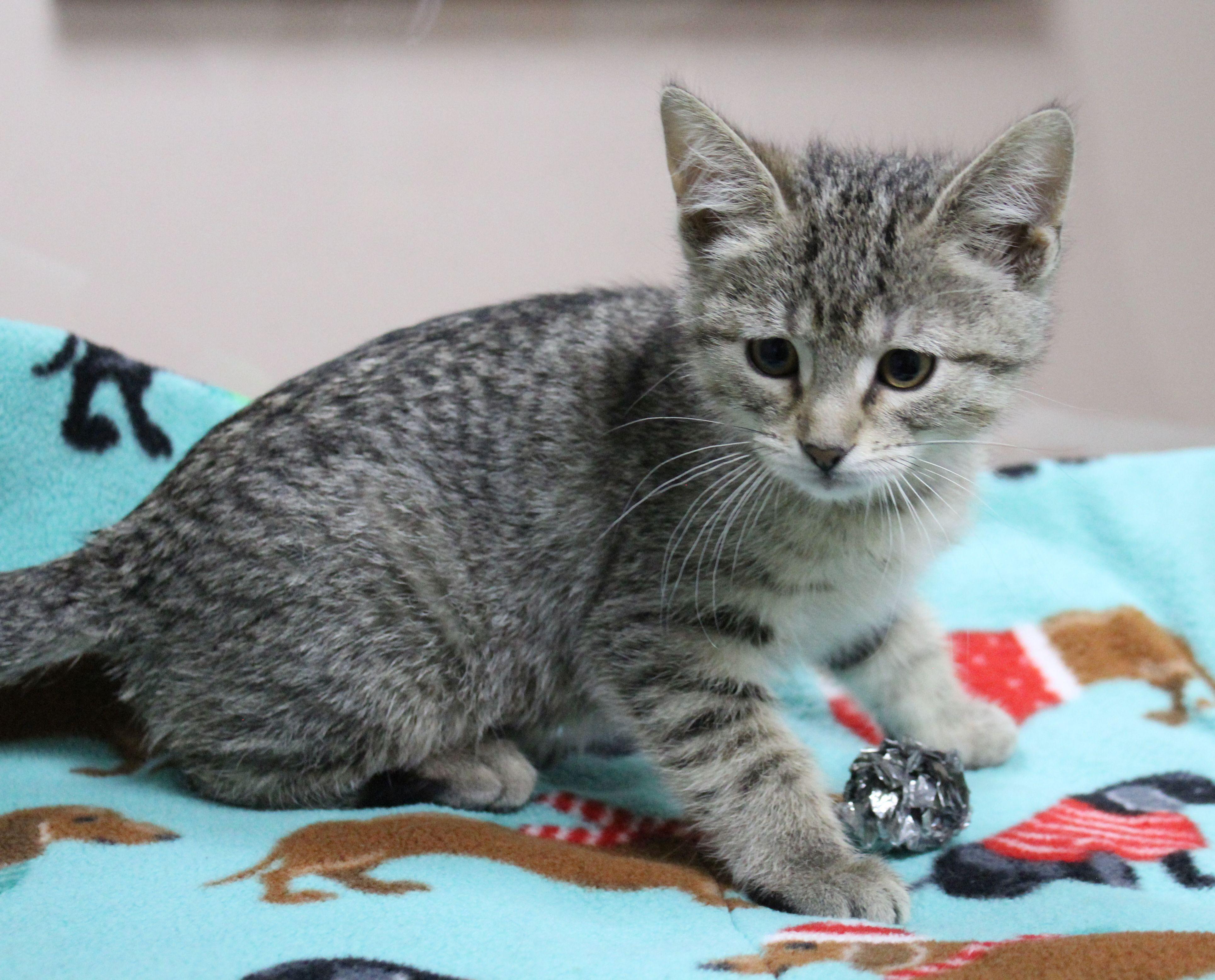 Willow, ADOPTABLE, Kitten Female Domestic Short Hair.