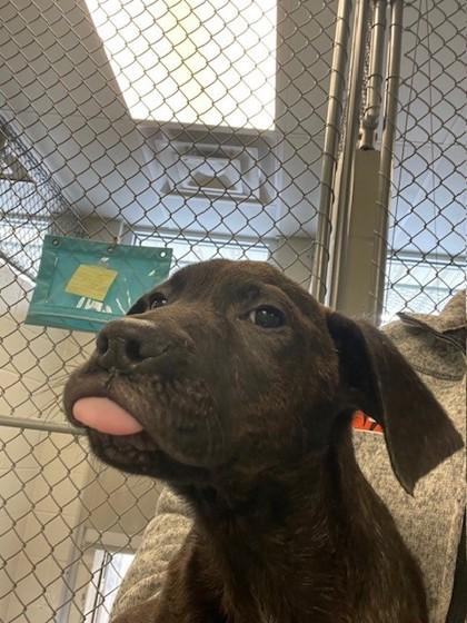 Samson, adopted, Puppy Male Mixed Breed & Mixed Breed.