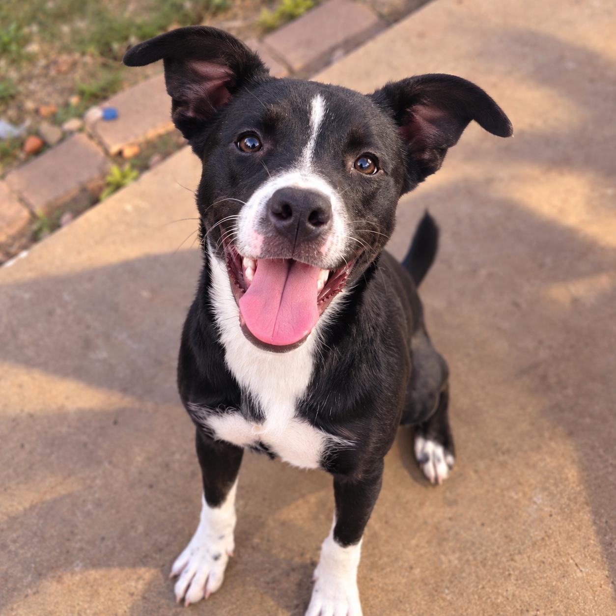 Domino, Adoptable, Young Female Husky & American Staffordshire Terrier.
