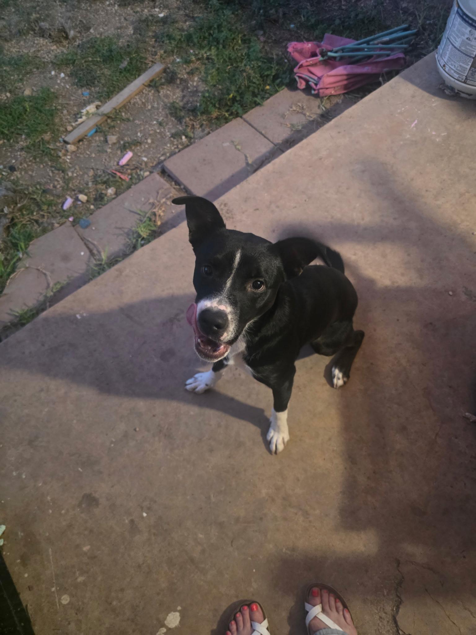 Enlarge Domino, a Adoptable mixed breed in Lincoln, NE image 6/6