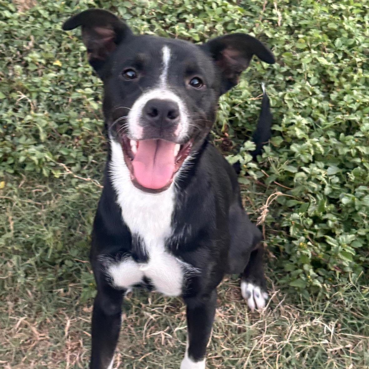 Enlarge Domino, a Adoptable mixed breed in Lincoln, NE image 2/6