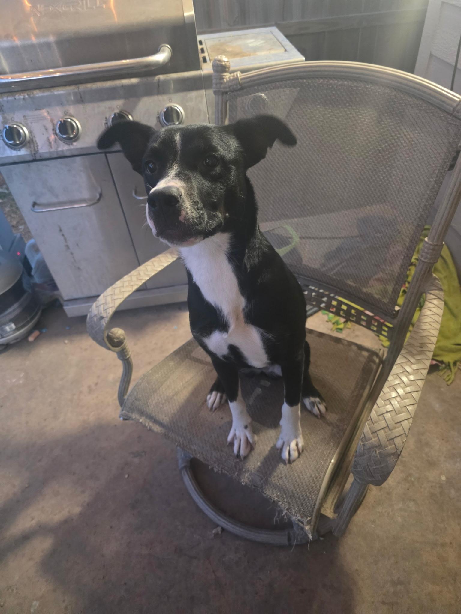 Enlarge Domino, a Adoptable mixed breed in Lincoln, NE image 4/6