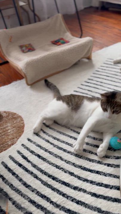 Enlarge Gentle Soul, Playful Spirit – Meet Tippi, a Adoptable Domestic Short Hair in Stamford, CT video 6/6