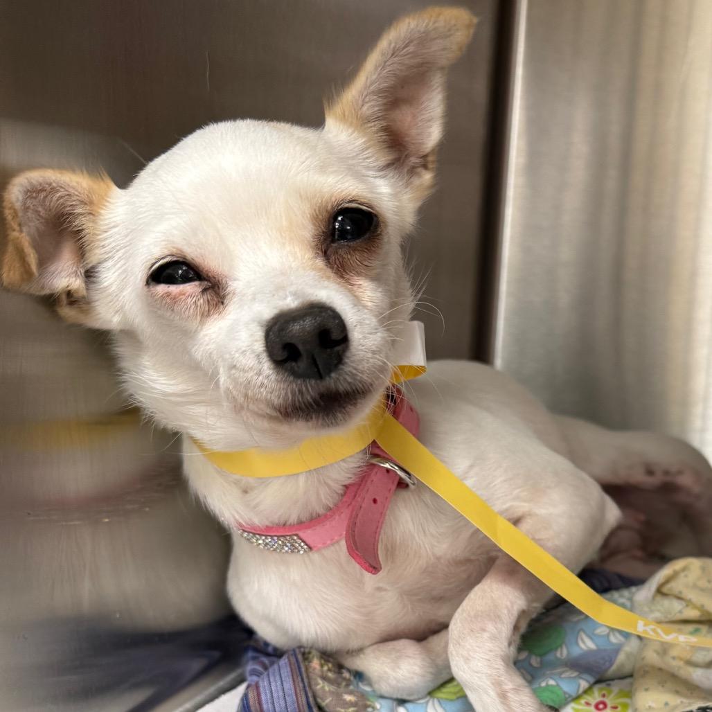 Enlarge Trixie, a Adoptable mixed breed in Edgar Springs, MO image 1/1