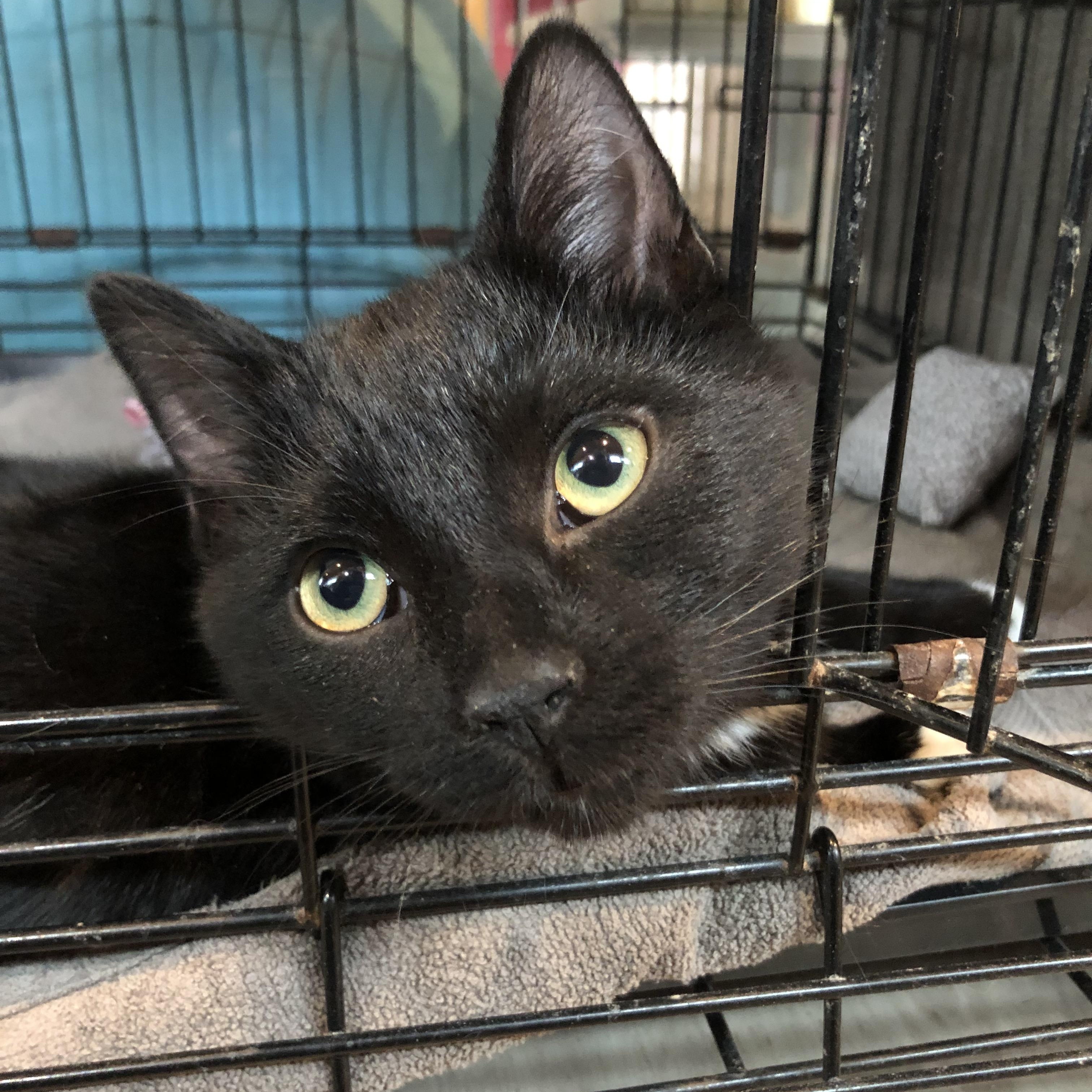 Enlarge Scuba, an adopted Domestic Short Hair in Salisbury, MA image 2/5