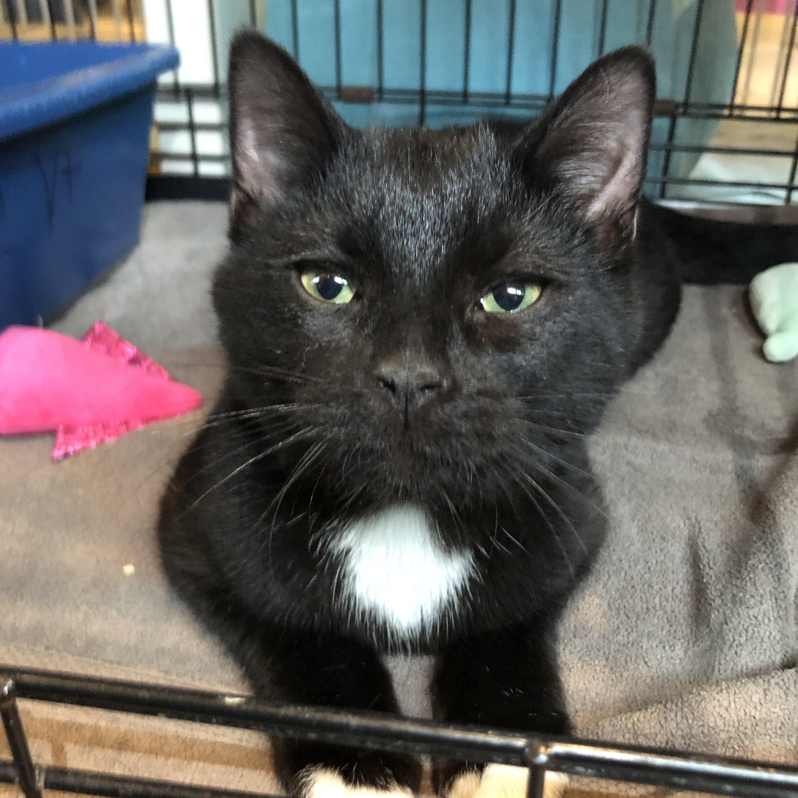 Enlarge Scuba, an adopted Domestic Short Hair in Salisbury, MA image 1/5