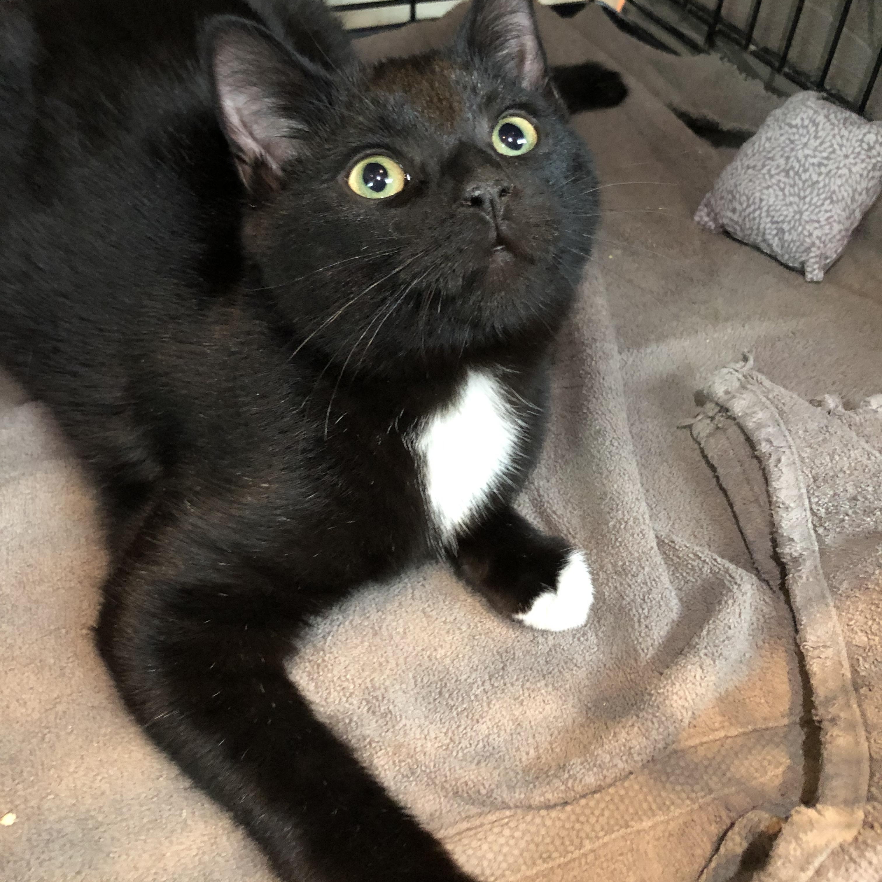 Enlarge Scuba, an adopted Domestic Short Hair in Salisbury, MA image 5/5