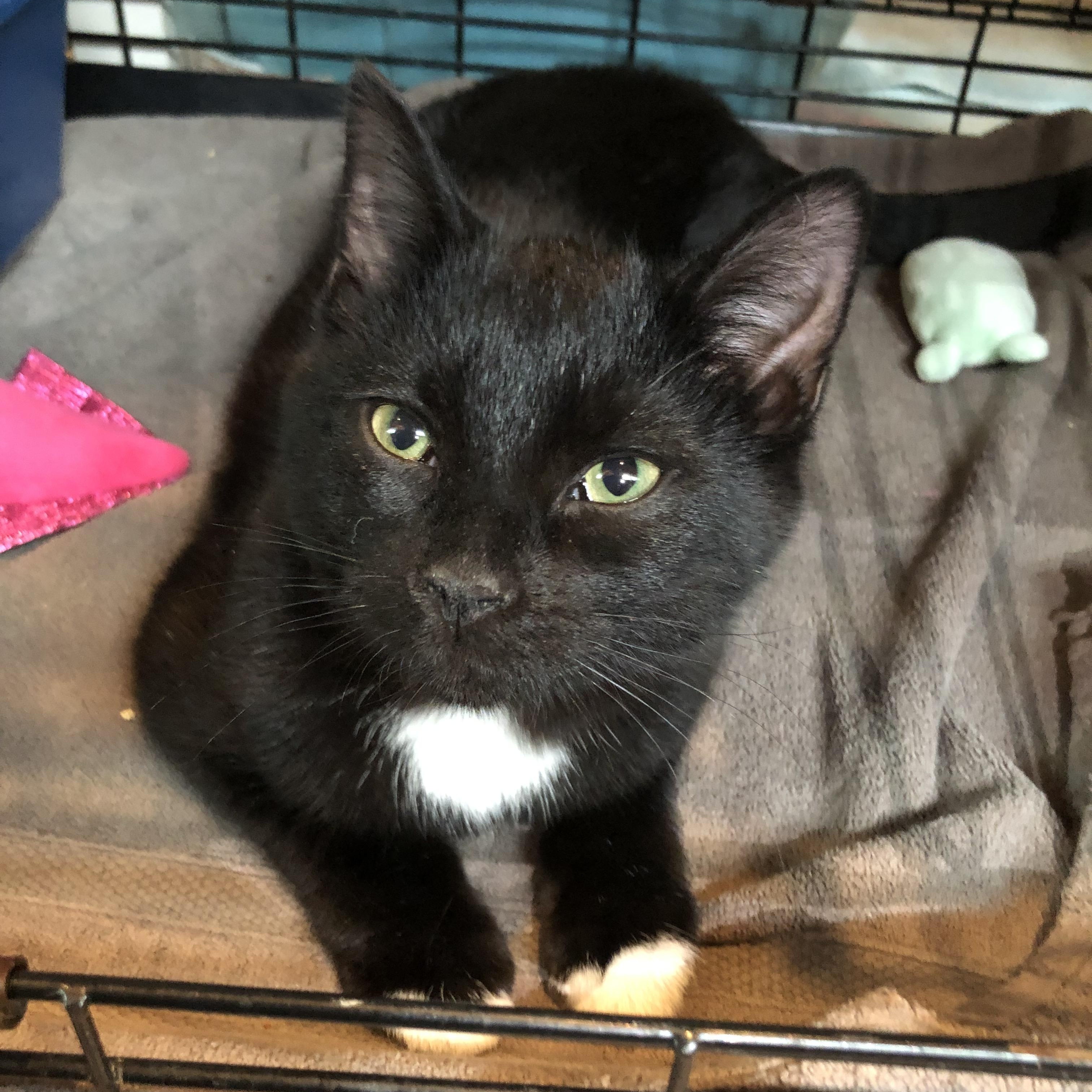 Enlarge Scuba, an adopted Domestic Short Hair in Salisbury, MA image 4/5