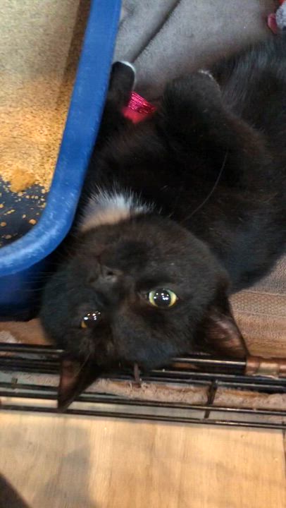 Enlarge Scuba, an adopted Domestic Short Hair in Salisbury, MA video 3/5