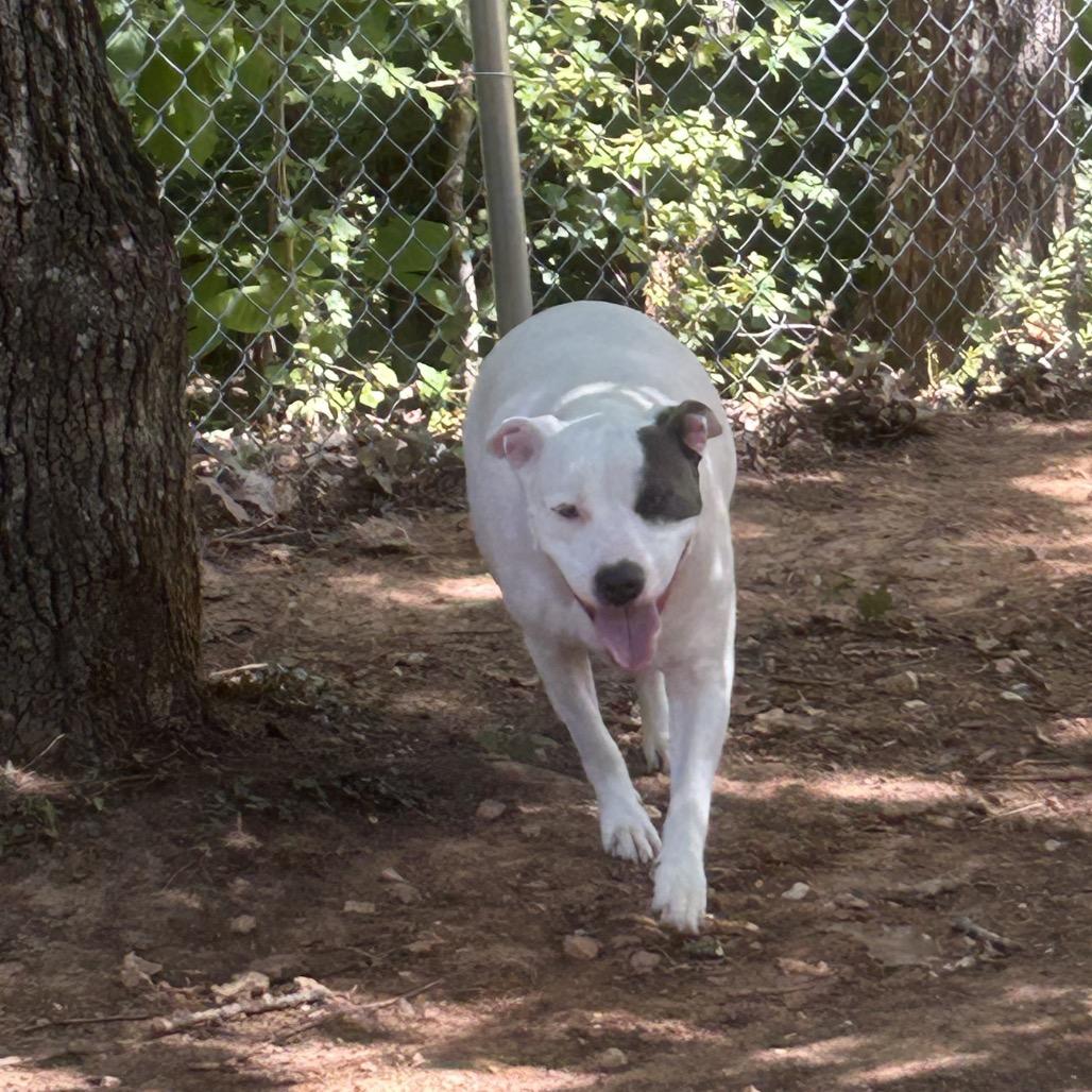 Murphy, Adoptable, Adult Male American Bulldog & Mixed Breed.