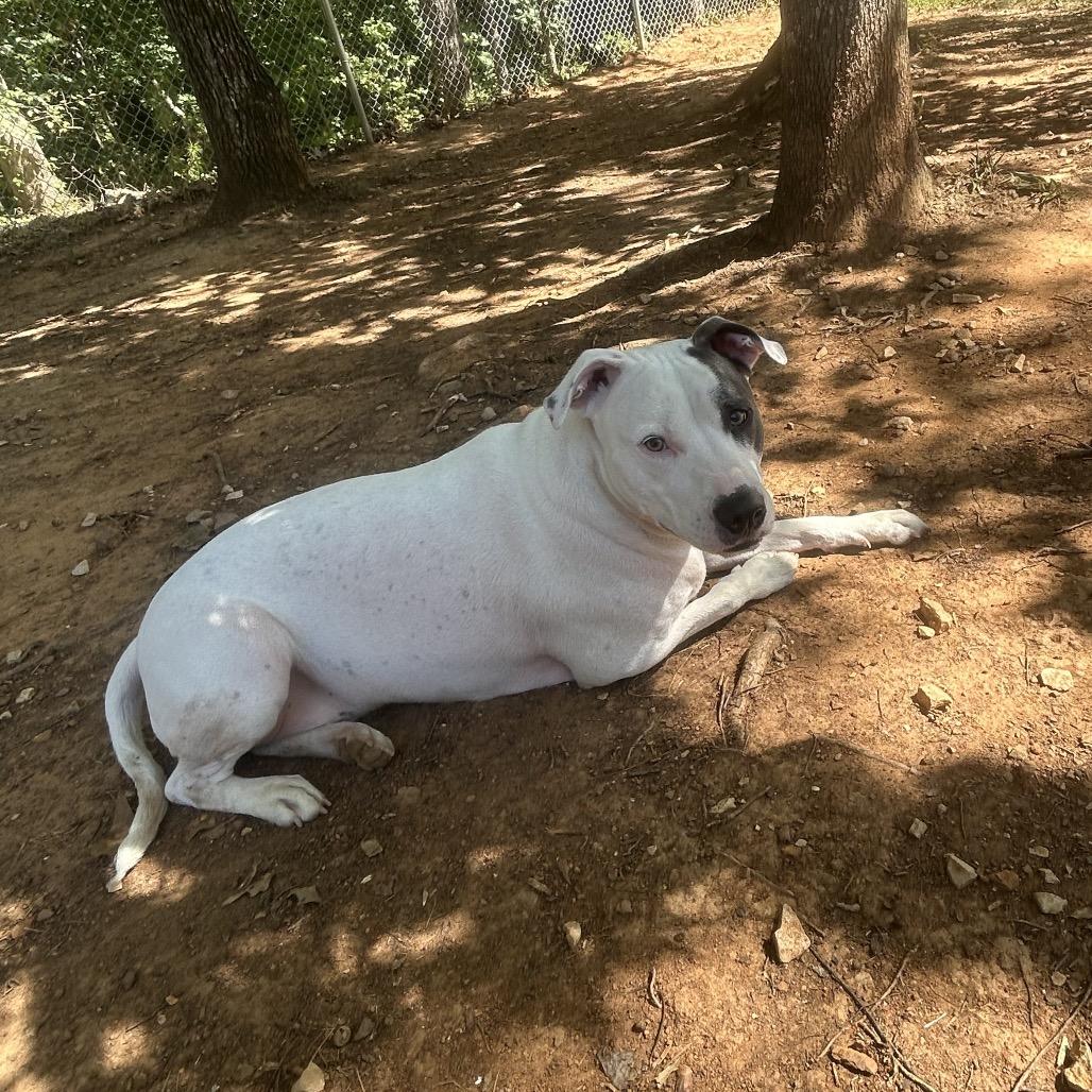 Enlarge Murphy, a Adoptable mixed breed in Tuscaloosa, AL image 2/6