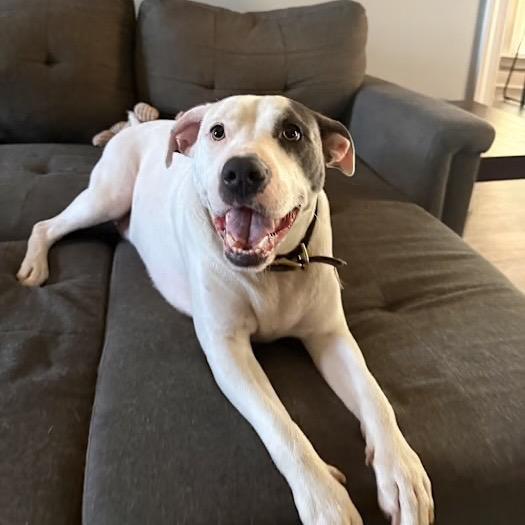 Enlarge Murphy, a Adoptable mixed breed in Tuscaloosa, AL image 3/6