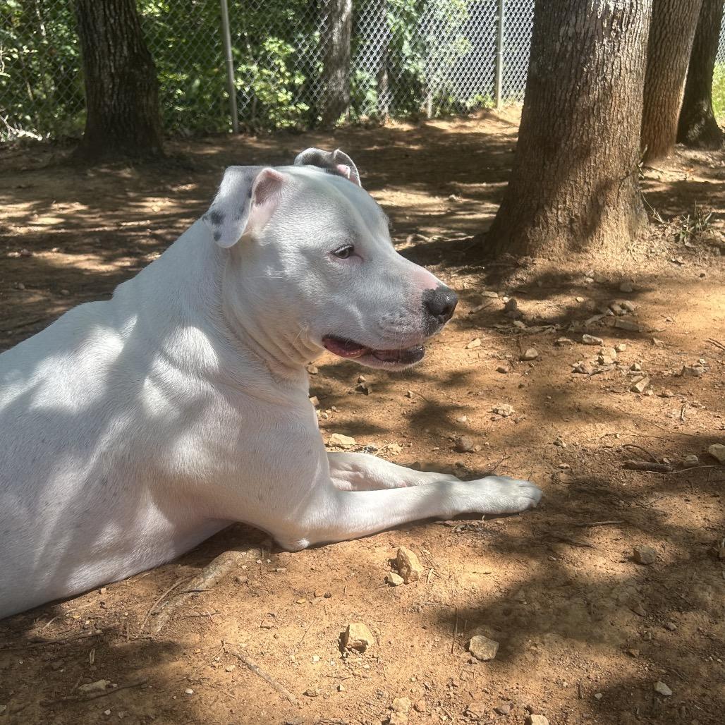 Enlarge Murphy, a Adoptable mixed breed in Tuscaloosa, AL image 4/6