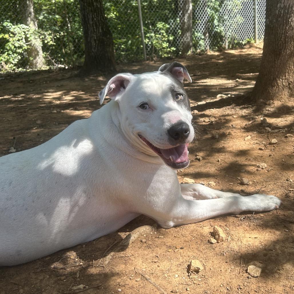 Enlarge Murphy, a Adoptable mixed breed in Tuscaloosa, AL image 5/6