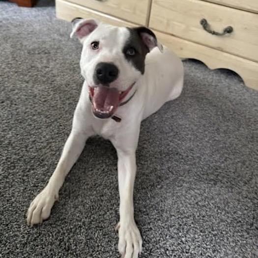 Enlarge Murphy, a Adoptable mixed breed in Tuscaloosa, AL image 6/6
