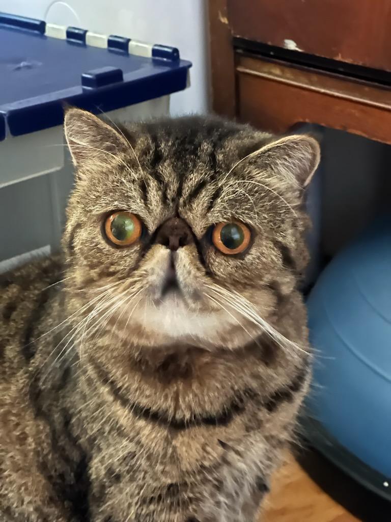 Chester, Adoptable, Adult Male Persian.